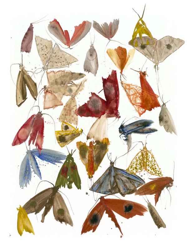 Moths 3